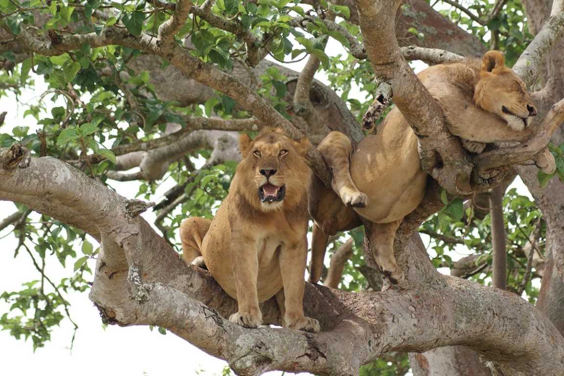 Queen Elizabeth national park