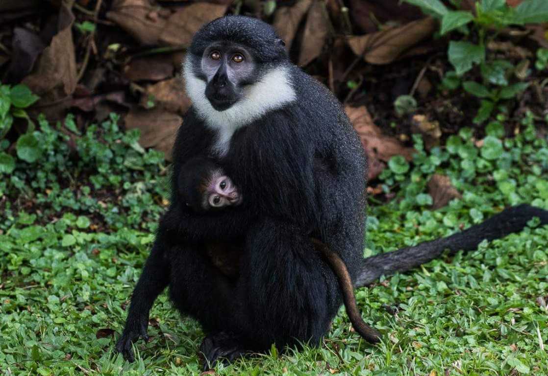 Kibale forest national park