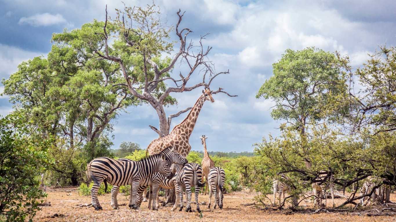 Kruger National Park, Mpumalanga and Limpopo Provinces
