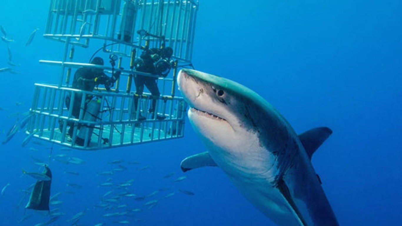 A los tiburones les gusta la carne humana