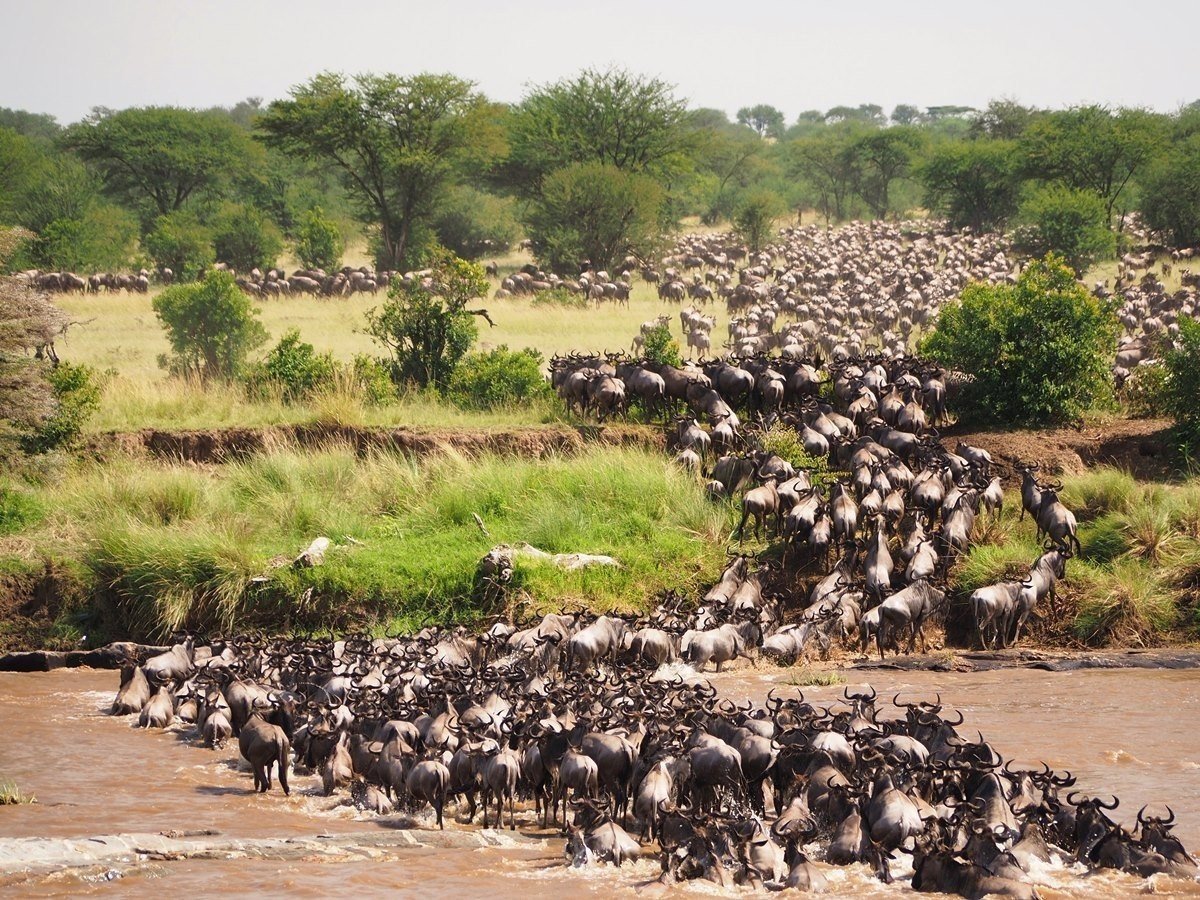 serengeti-great-migration-guide