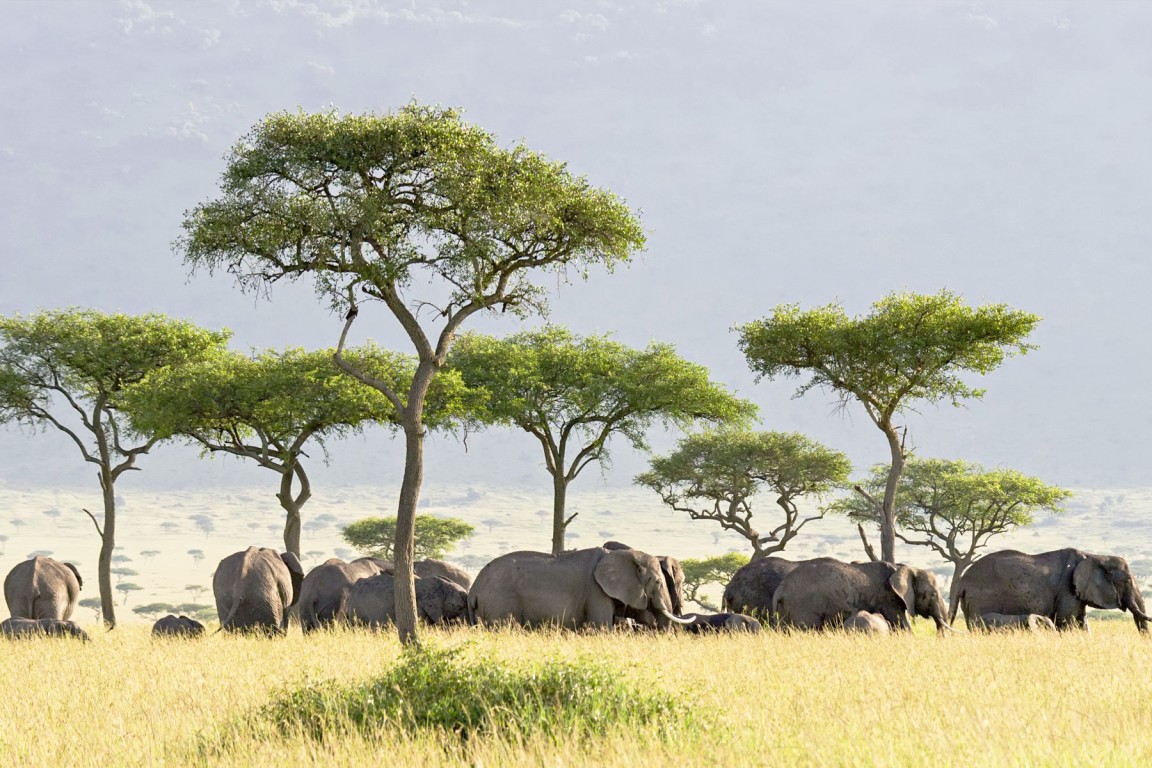 Tanzania One Day Safari Tours