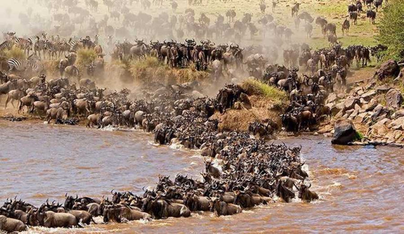 The Serengeti Migration Safari