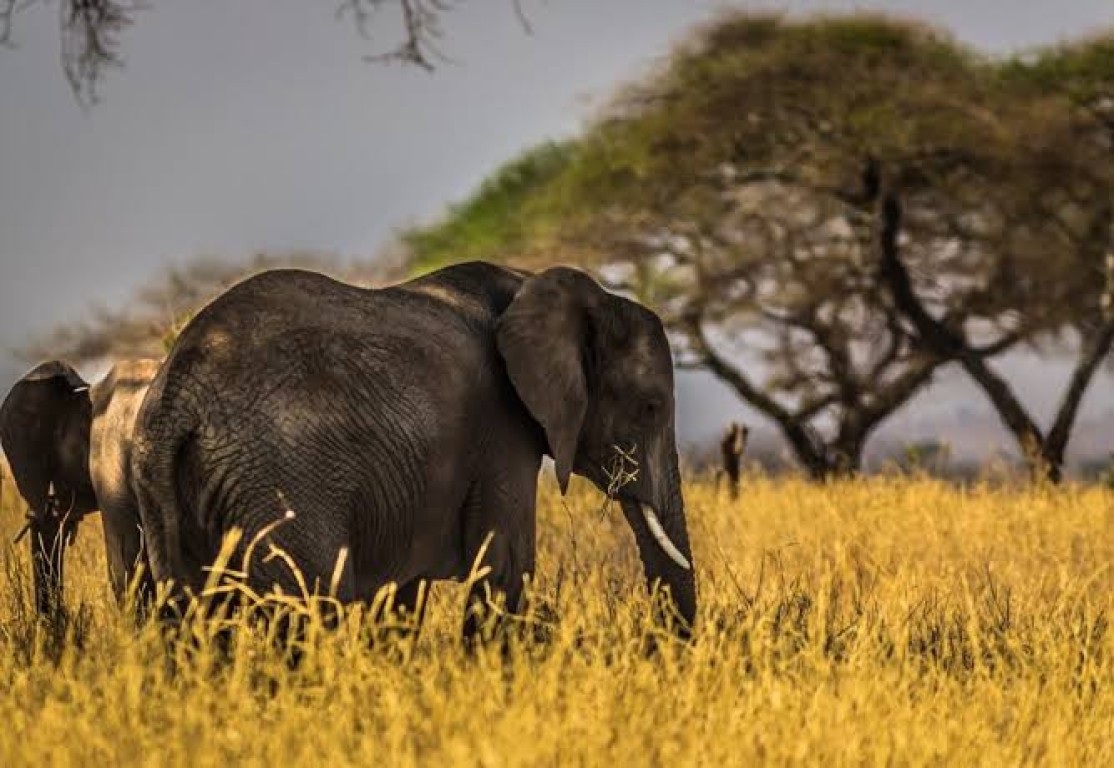 7 Days Unforgettable Tanzania Classic Safaris