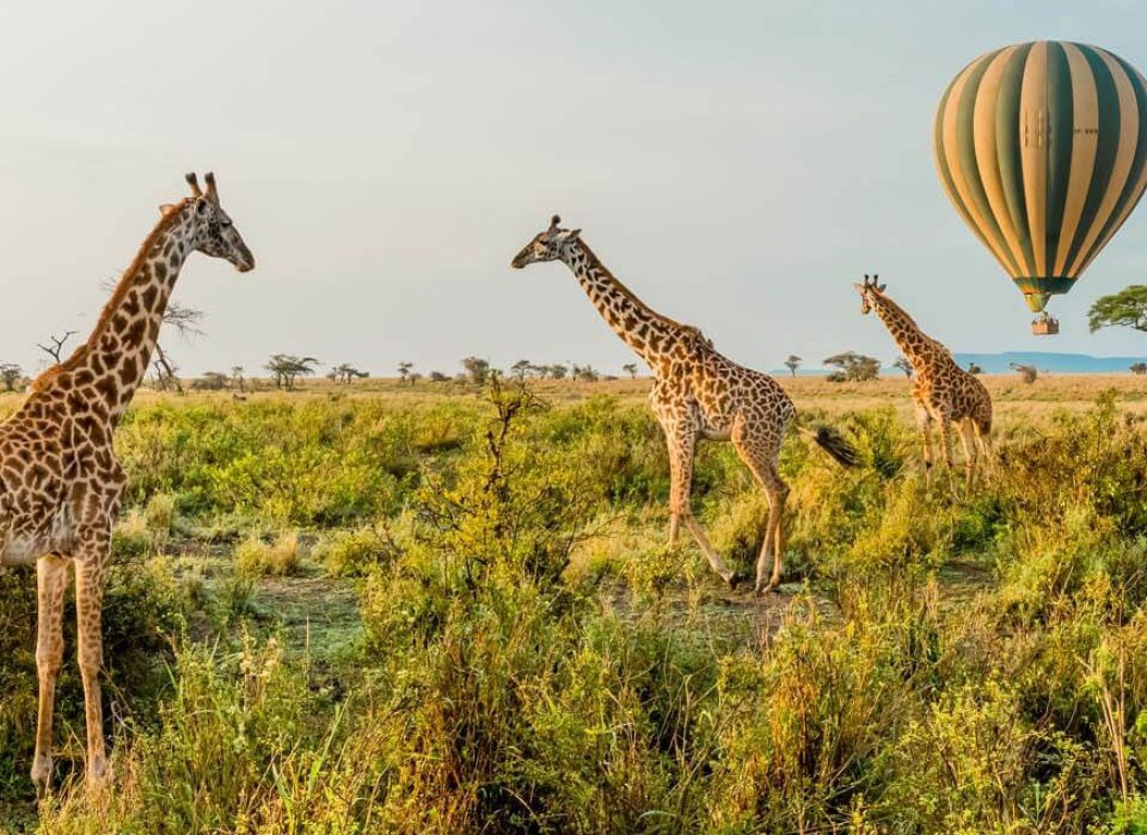 4 Days Tanzania Safari to Serengeti and Ngorongoro Experience