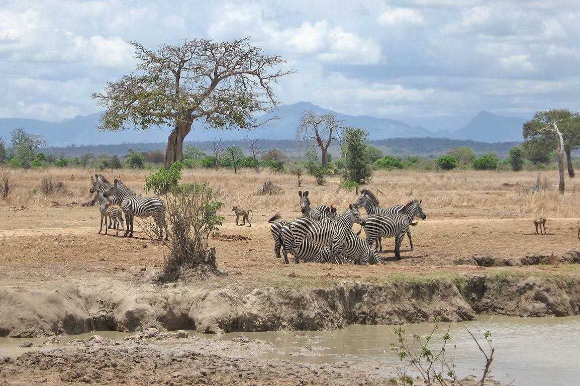 2 Days Mikumi National Park Safari From Dar es Salaam