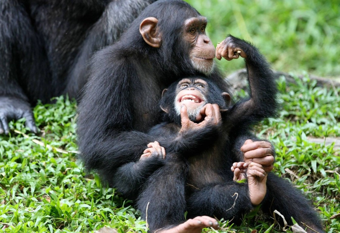 3-Day Chimps Trekking in Kibale and Bigodi Swamp Walks