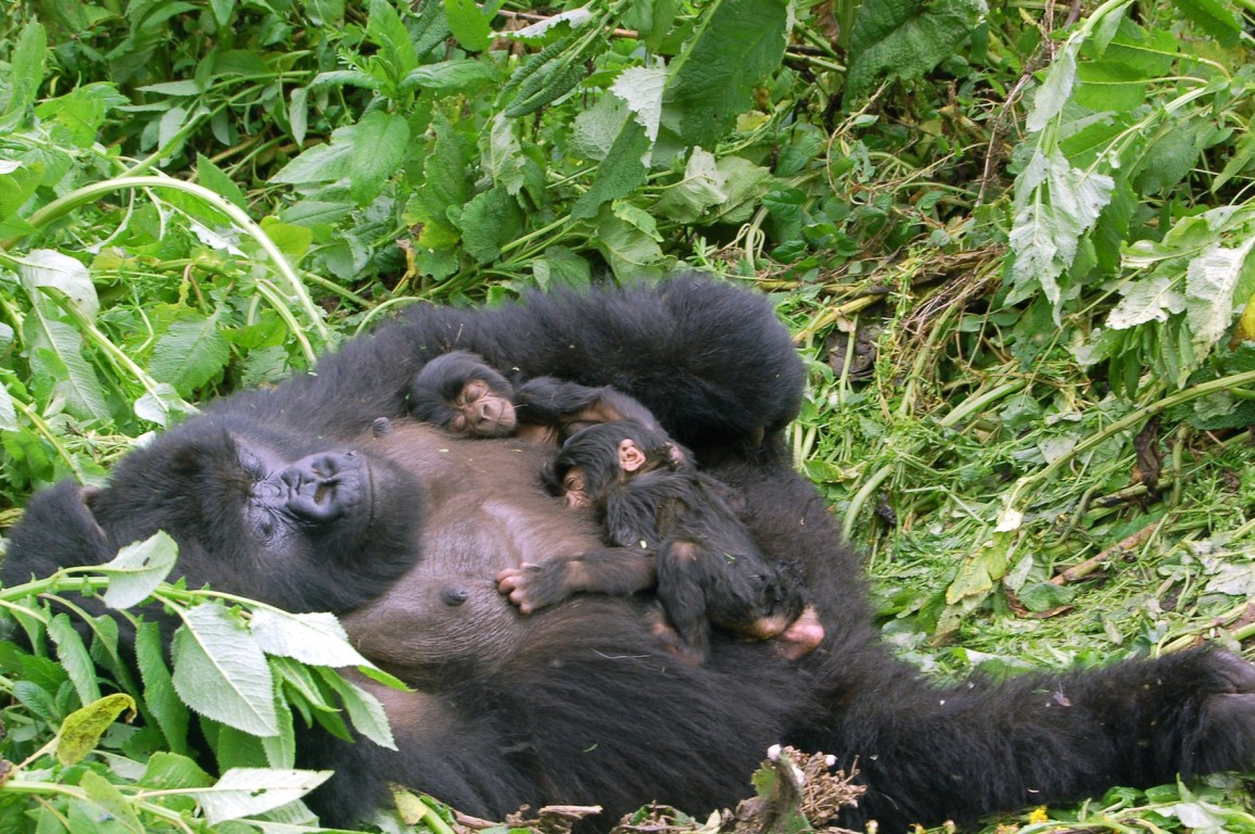 4-Day Best of Gorilla Tracking