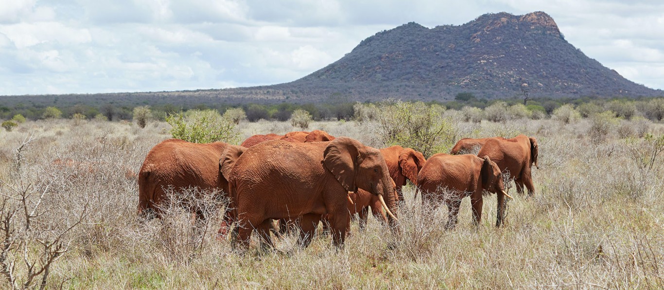 4-Day On a Safari to Tsavo West, Amboseli and Tsavo East