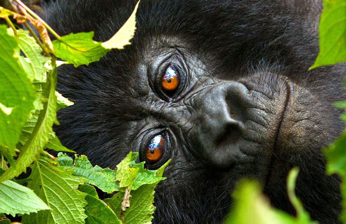 4-Day Gorilla Trekking Tour of Rwanda