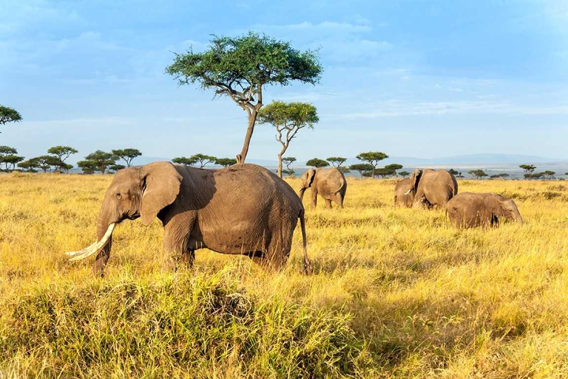 10 Days Tanzania Safari and Zanzibar Holiday