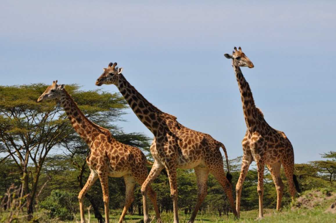 2 Days 1 night Mikumi Park Safari from Zanzibar