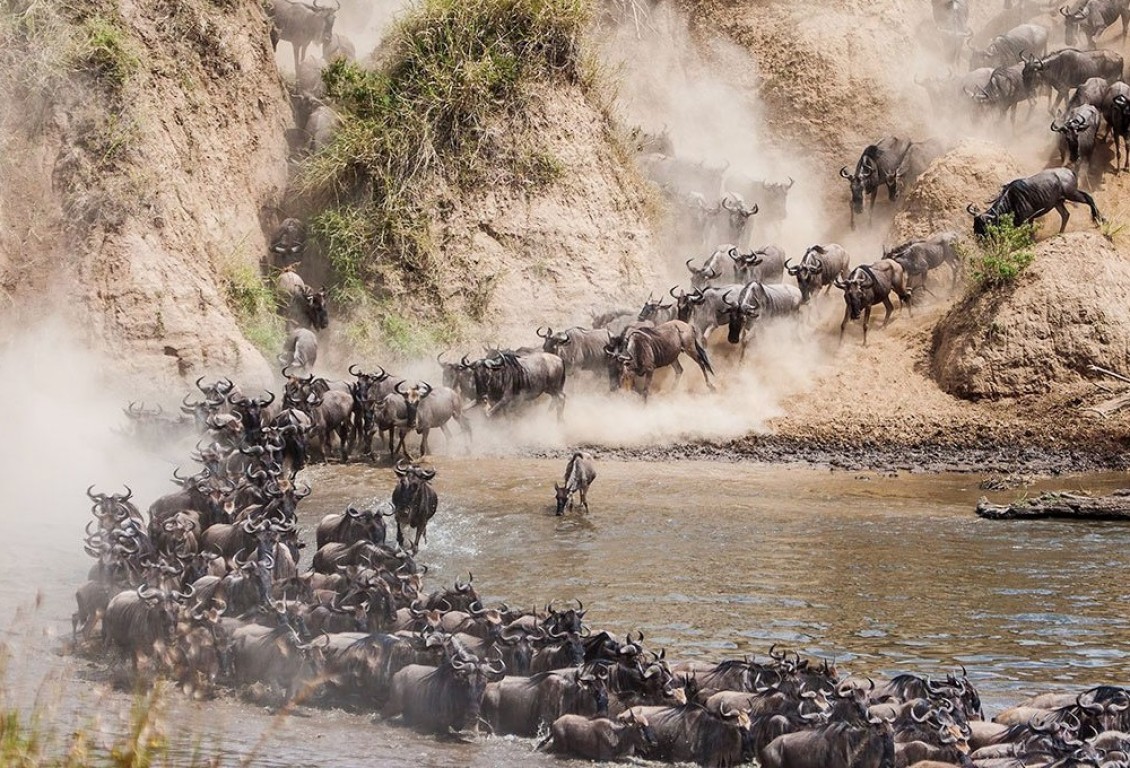 7 Days Serengeti  Wildebeest  Migration Mara River Crossing