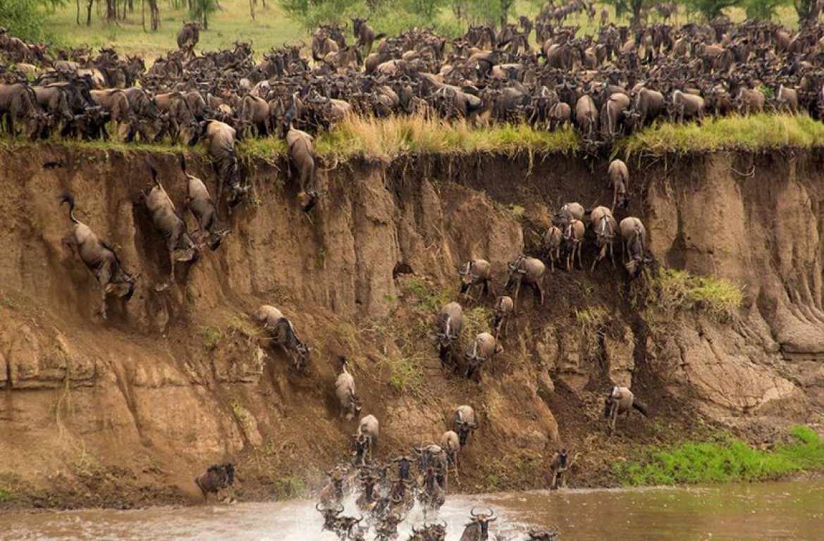 6 Days Serengeti  Wildebeest  Migration Mara River Crossing