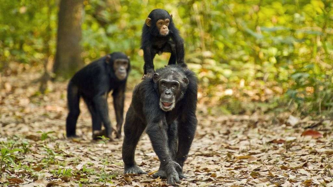 2-Day Chimpanzee Tracking in Gombe National Park