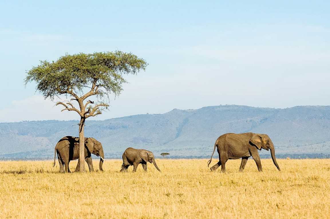 10 Days Tanzania Safari Beach Holiday to Tarangire, Serengeti, Ngorongoro & Zanzibar