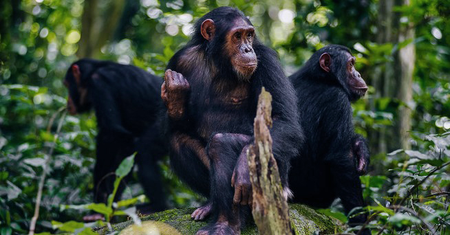 Day Trip Chimpanzee Trekking Gombe National Park